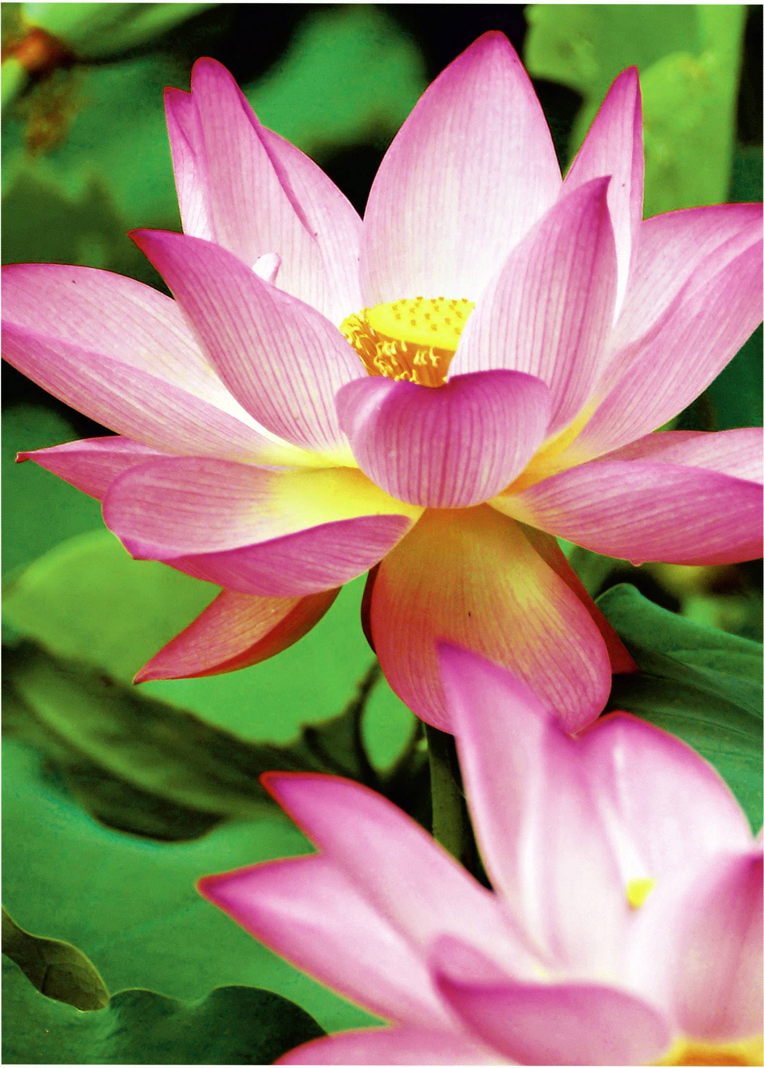 Avery-Zweckform Premium Photo Paper Inkjet C2553-40 Fotopapier 10 x 15 cm 40 Blatt Hochglänzend