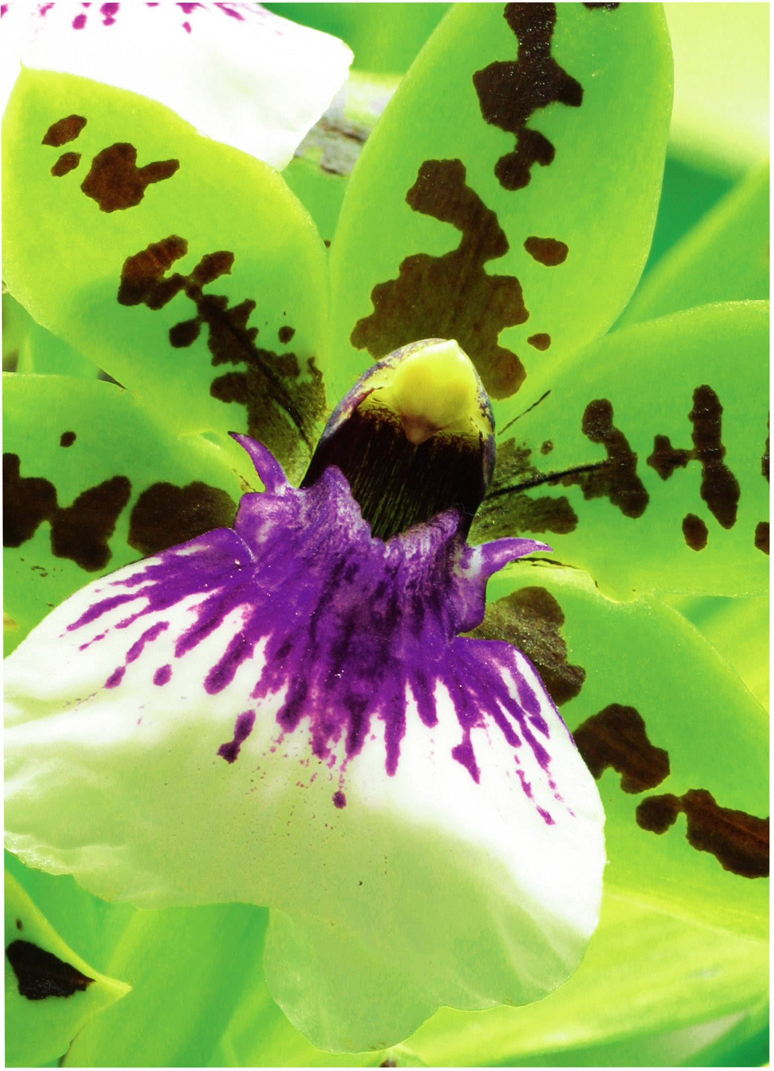 Avery-Zweckform Premium Photo Paper Inkjet C2552-50 Fotopapier 10 x 15 cm 250 g/m² 50 Blatt Seidenmatt