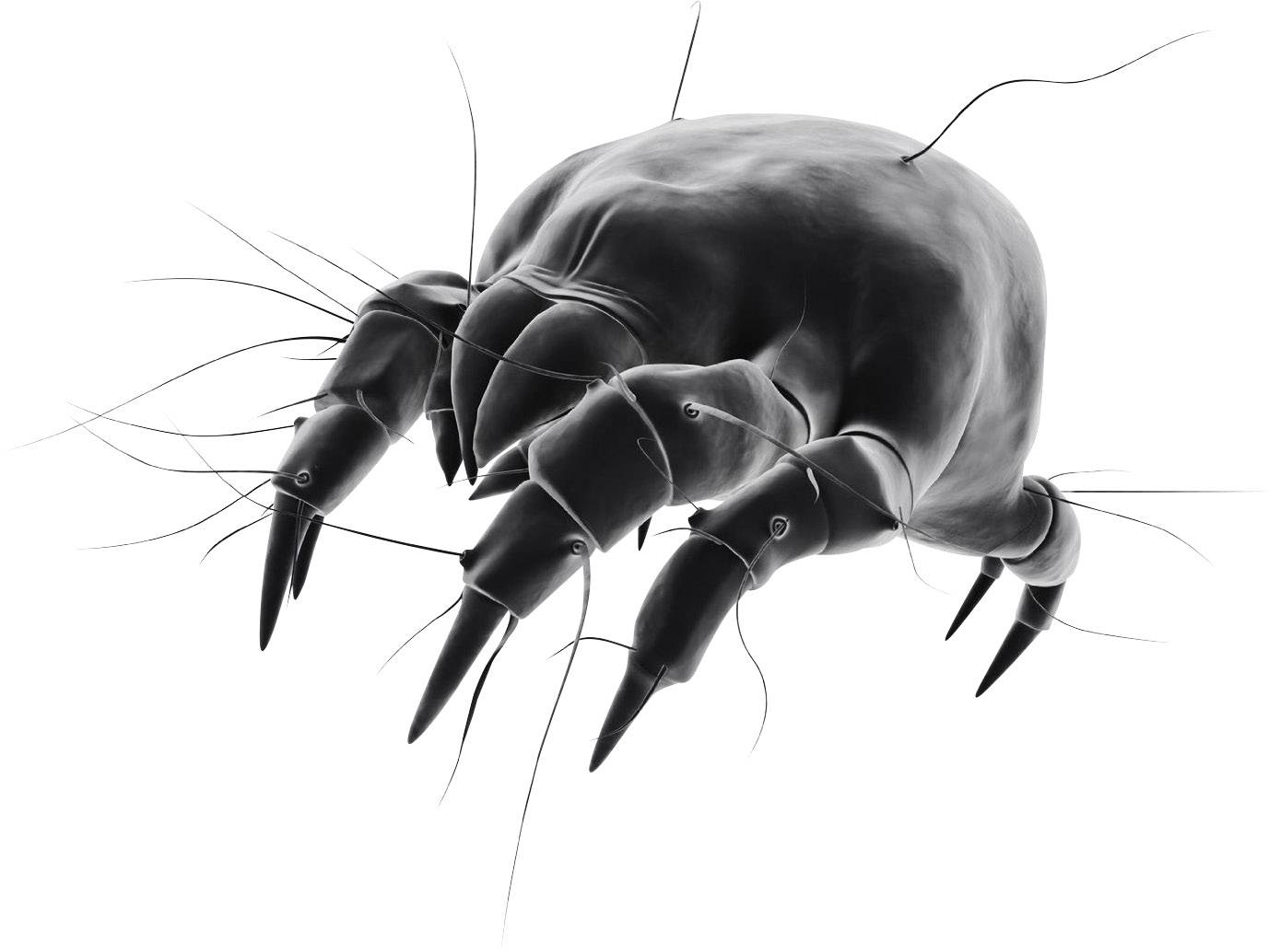 Dirt Devil M266 Milbendüse