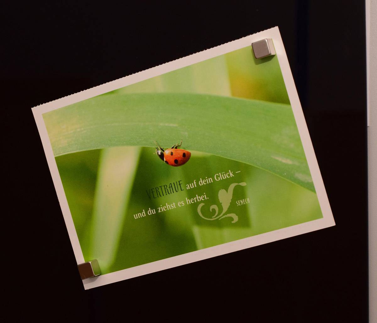 Maul Neodym Magnet (B x H x T) 10 x 10 x 10mm Würfel Silber 4 St. 6169296