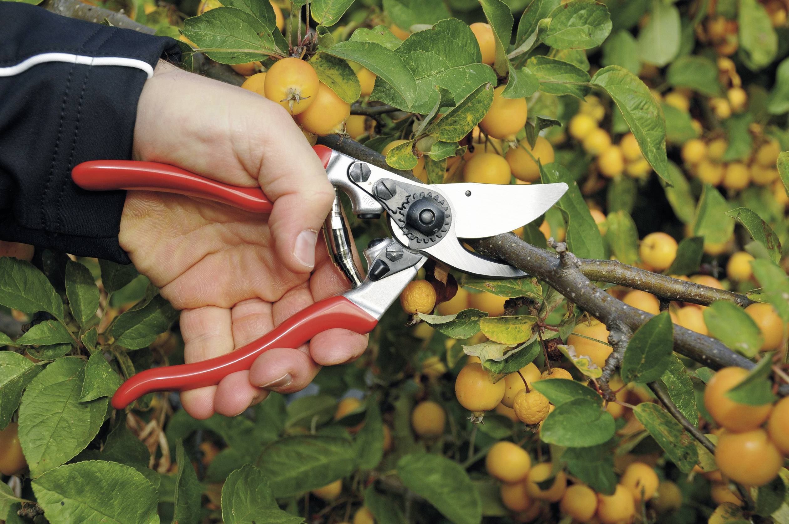 Felco Rebenschere Nr. 9 210 mm für Linkshänder