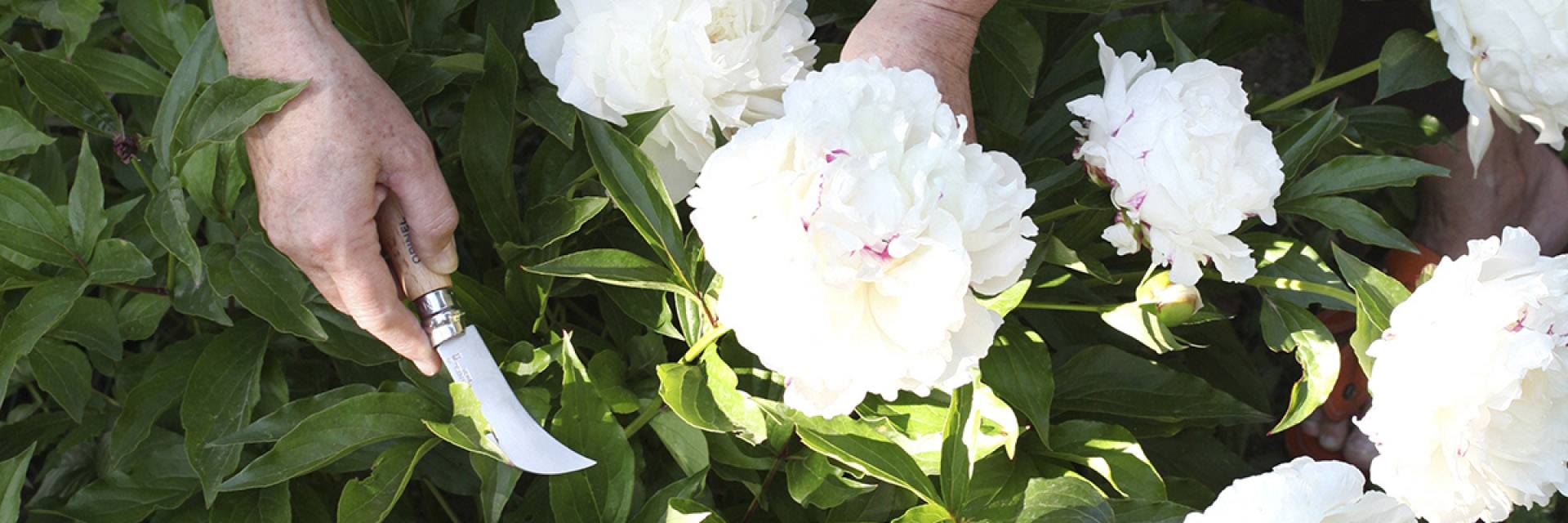 Opinel 254274 Gärtnermesser-Set mit Aufbewahrungsbox Grün, Rosa, Orange, Chrom