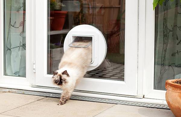 Eine langhaarige, zweifarbige Katze geht durch eine Katzenklappe in einer Glastür nach draußen auf eine Terrasse.