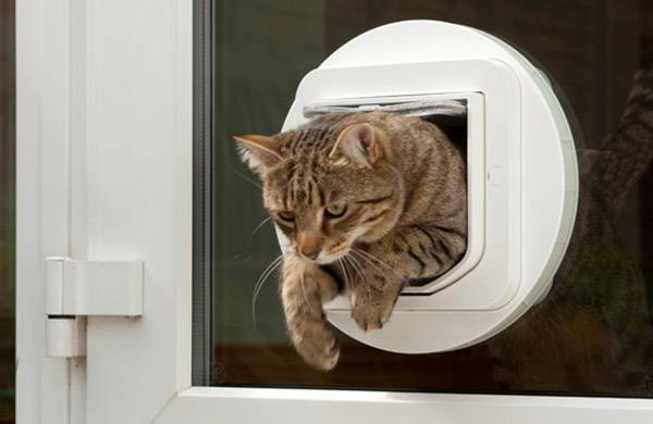 Eine getigerte Katze kriecht durch eine runde Katzenklappe in einer Tür nach draußen.