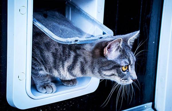 Eine getigerte Katze kriecht durch eine Katzenklappe und schaut aufmerksam nach draußen.