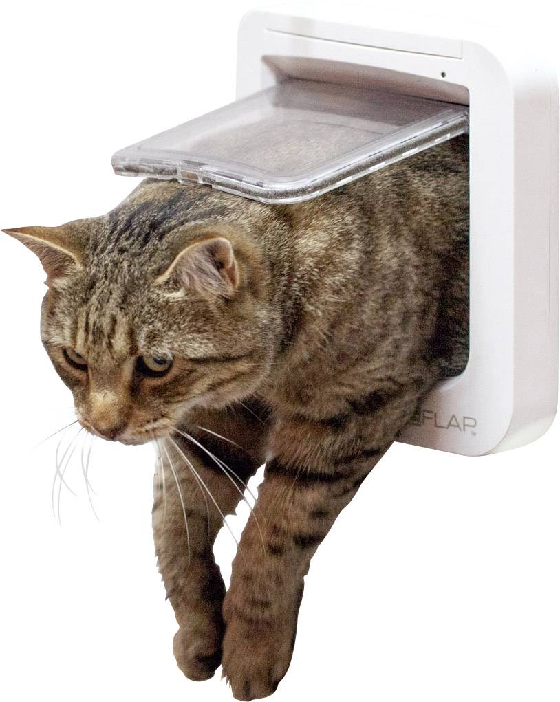 Eine getigerte Katze klettert durch eine Katzenklappe, der Kopf und die Vorderpfoten befinden sich bereits draußen.
