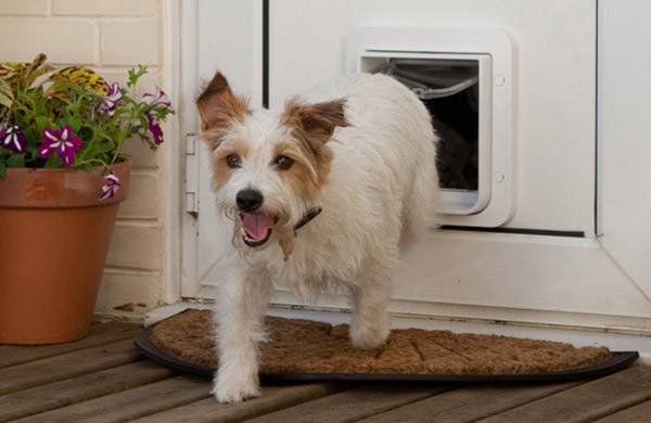 Ein kleiner, freudig aussehender Hund mit weißem Fell und braunen Flecken tritt durch eine Hundeklappe in einer weißen Tür.