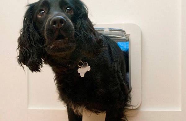 Ein schwarzer Hund mit einem Knochenanhänger steckt den Kopf durch eine Haustierklappe.