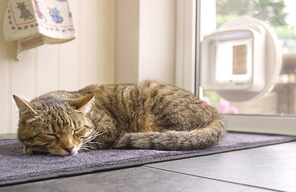 SureFlap Mikrochip DualScan Haustierklappe Weiß 1 St.