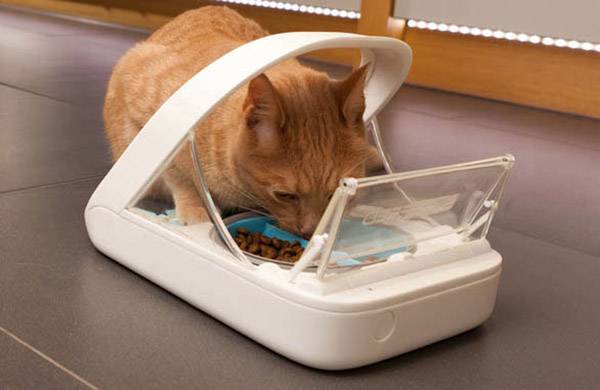 Eine orangefarbene Katze frisst aus einem Futterspender mit transparentem Deckel in einem Innenraum.