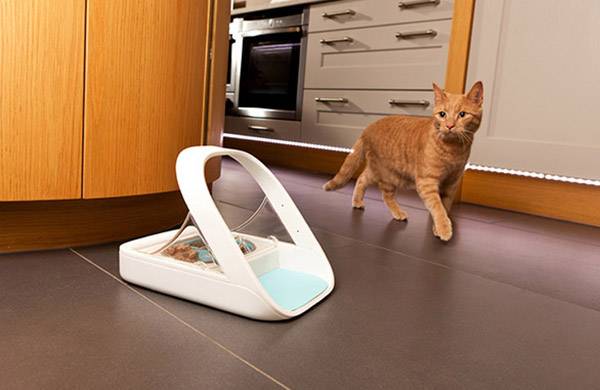 Eine orangefarbene Katze geht in einer Küche auf einem braunen Boden. Ein automatischer Futterspender mit Futter steht vor ihr.
