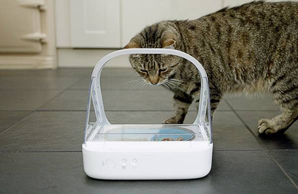 Eine Katze untersucht einen automatischen Futterspender, der auf einem Küchenboden steht.