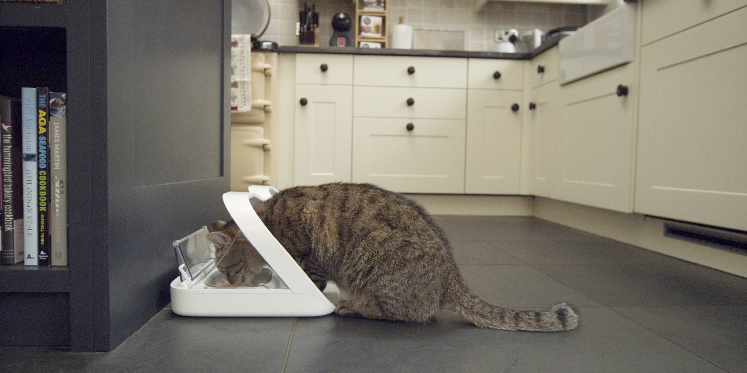 Katze frisst aus einem Futternapf in einer modernen Küche mit hellem Mobiliar. Bücherregal und Küchengeräte im Hintergrund.
