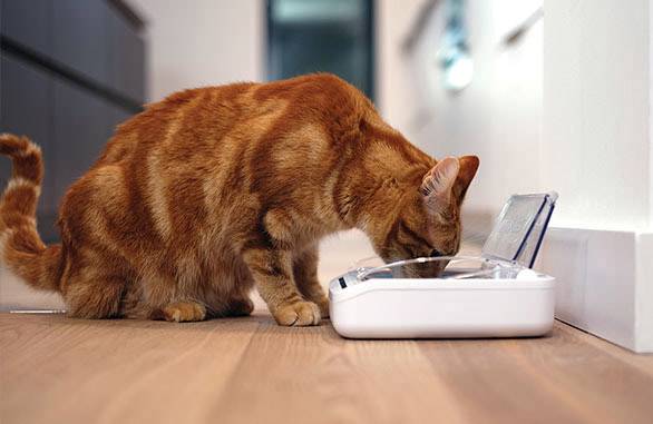 SureFeed Futterschale feeding dish 400ml Hund, Katze Weiß mit Bewegungsmelder, für Nass- und Trockenfutter, luftdicht 1 St. SPBWT