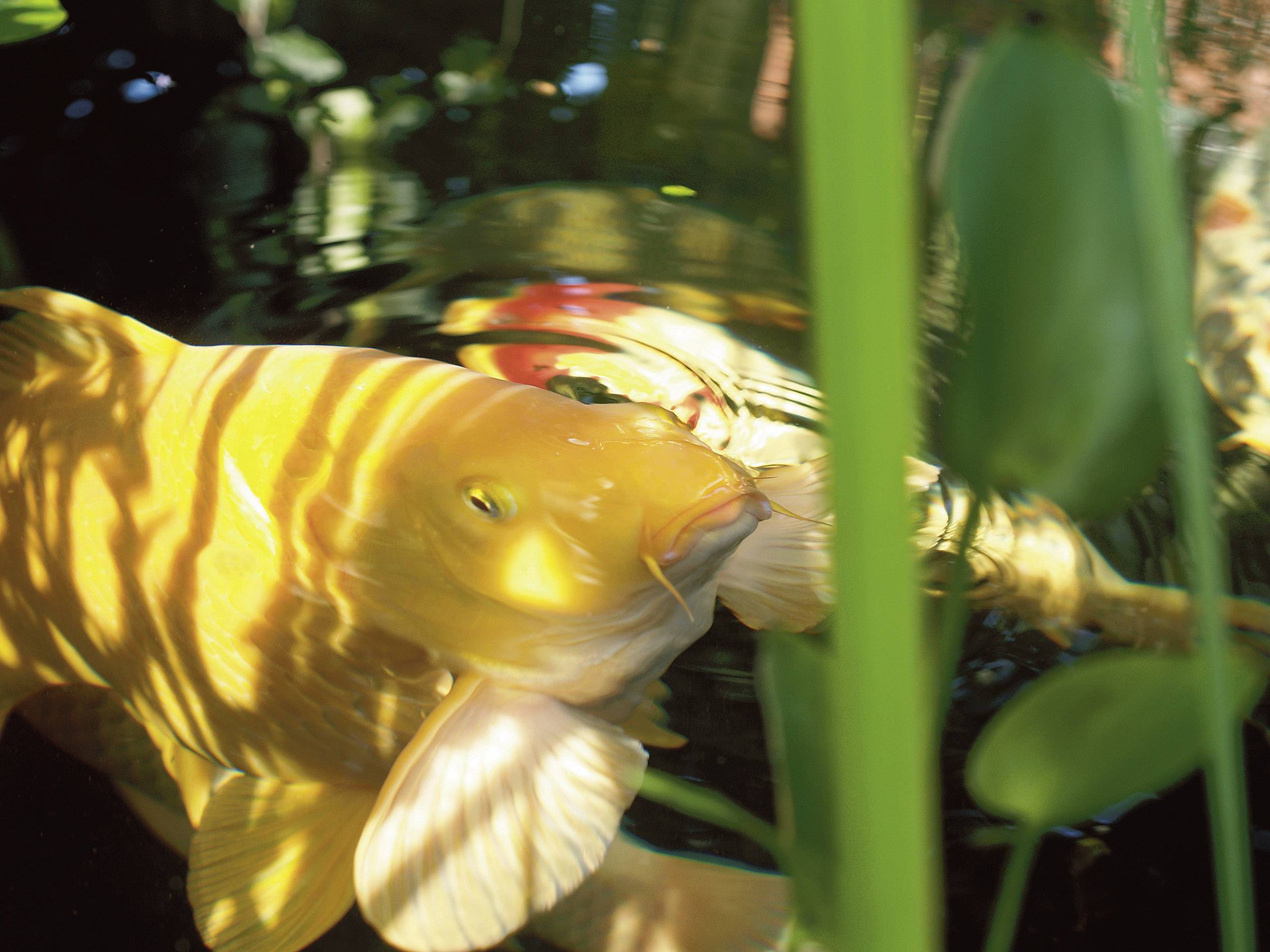 Oase 43153 Teichzusatz 500 ml