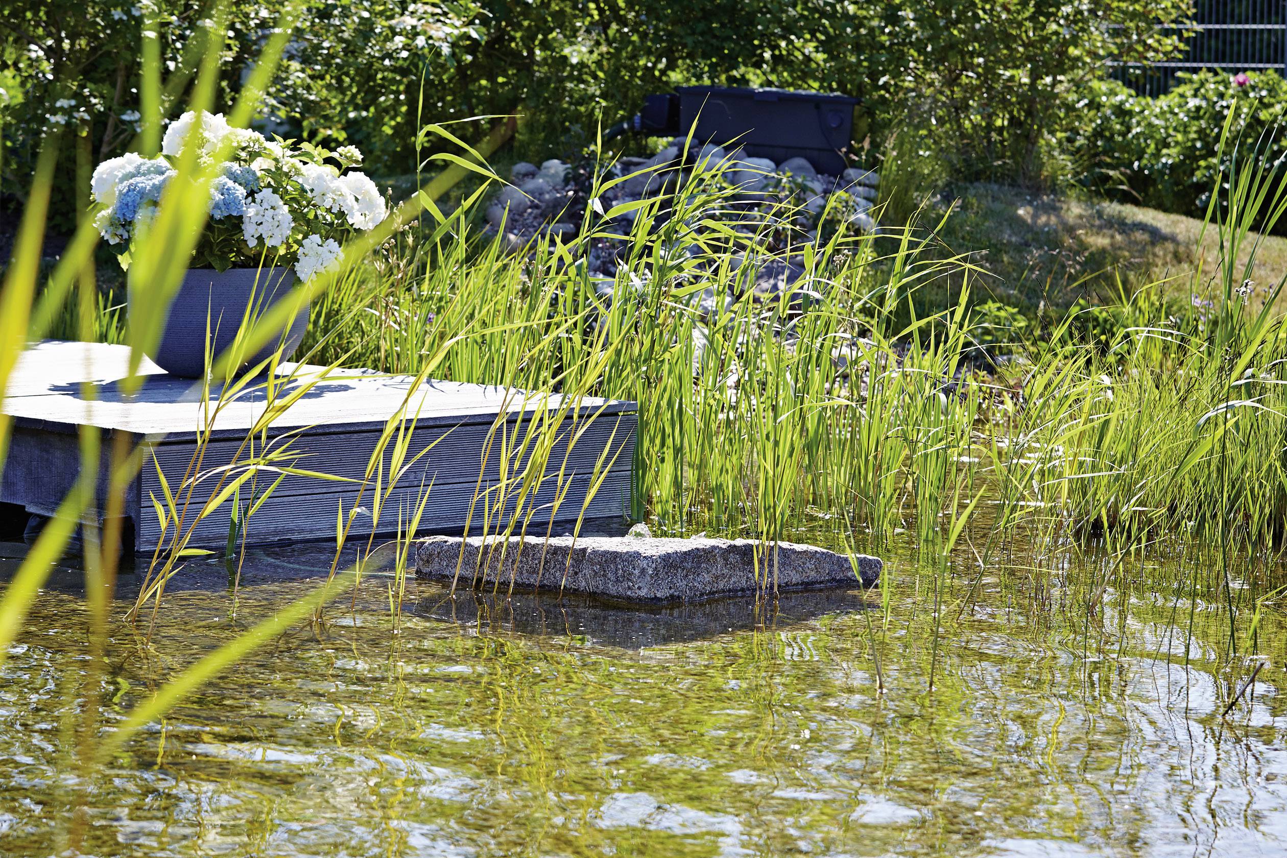 Oase 43139 Algenbekämpfung 500 ml