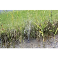 Pontec 43325 PondoSolar 600 Control Solar-Pumpenset Pontec 43325 PondoSolar 600 Control Solar-Pumpenset