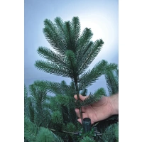 Xenotec PE-BM210 Künstlicher Weihnachtsbaum Tanne Warmweiß LED Grün EEK: G (A - G) mit Ständer 210cm Xenotec PE-BM210 Künstlicher Weihnachtsbaum Tanne Warmweiß LED Grün EEK: G (A - G) mit Ständer 210cm