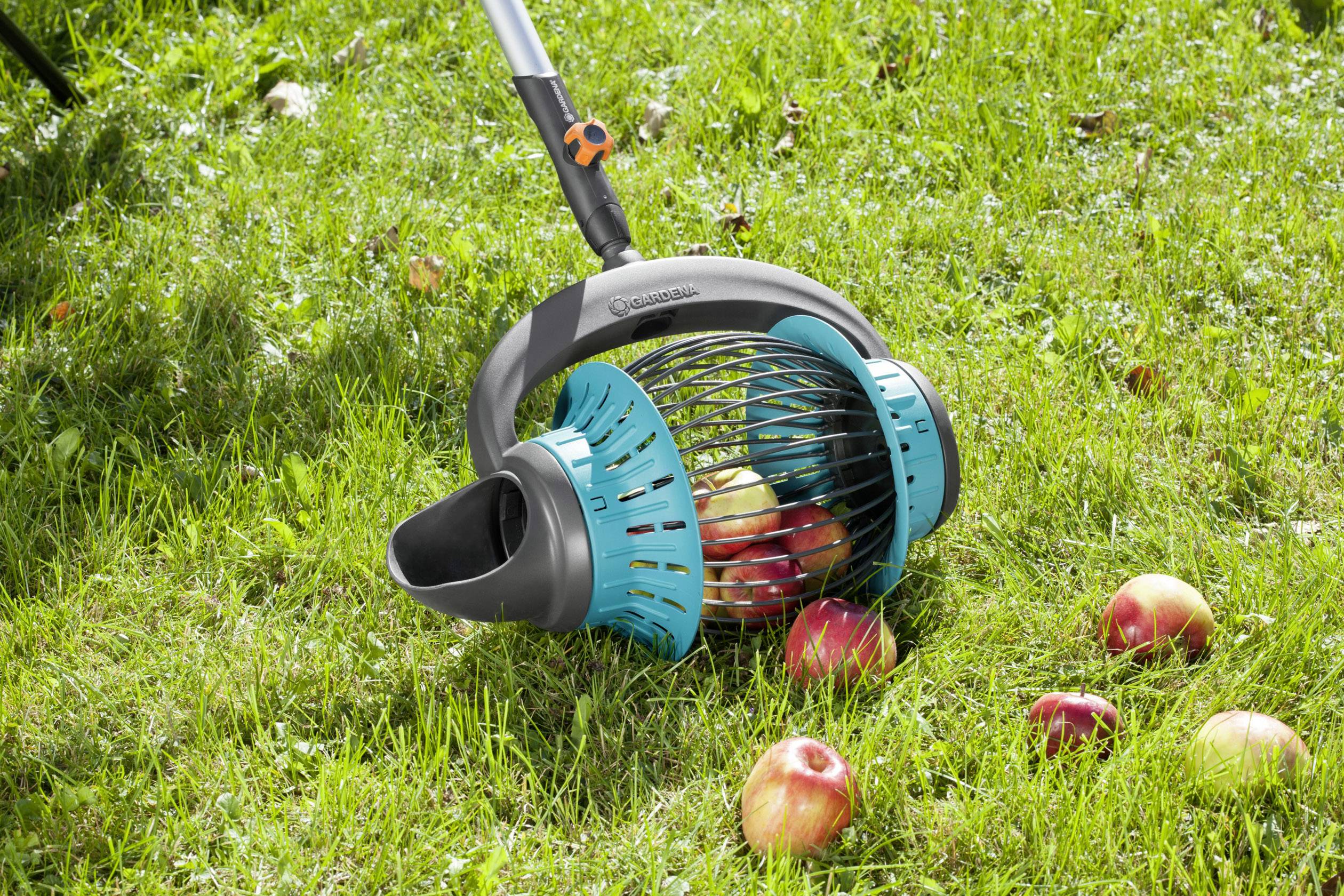 Ein Obstsammler liegt auf einer Wiese und enthält mehrere Äpfel. Weitere Äpfel liegen verstreut auf dem Gras.