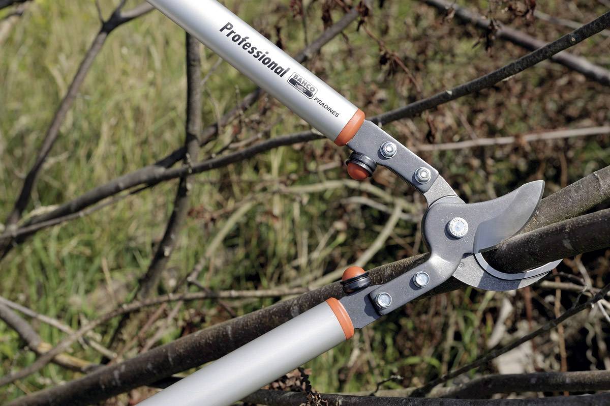 Eine Astschere schneidet einen Ast. Der Griff ist mit 'Professional' beschriftet. Hintergrund zeigt unscharfe Äste.
