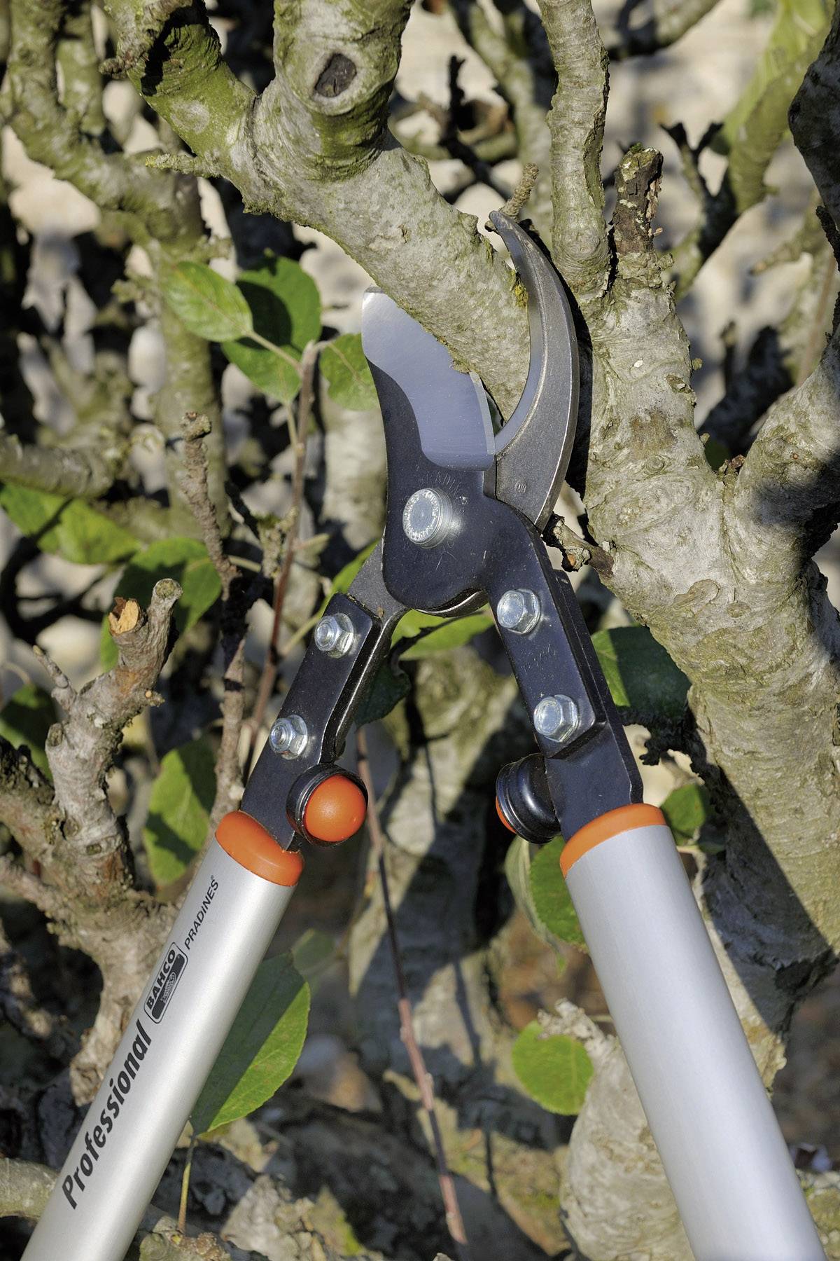 Gartenschere schneidet einen Ast an einem Baum.