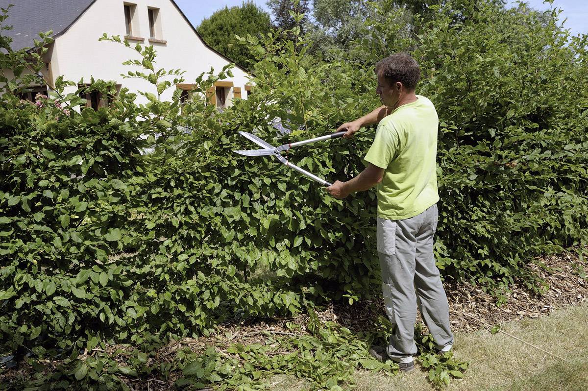 Bahco P51H-SL Hand Heckenschere