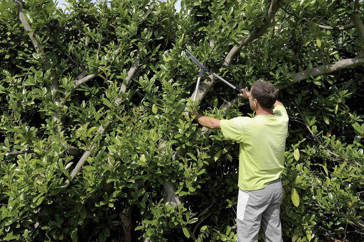 Bahco P51H-SL Hand Heckenschere