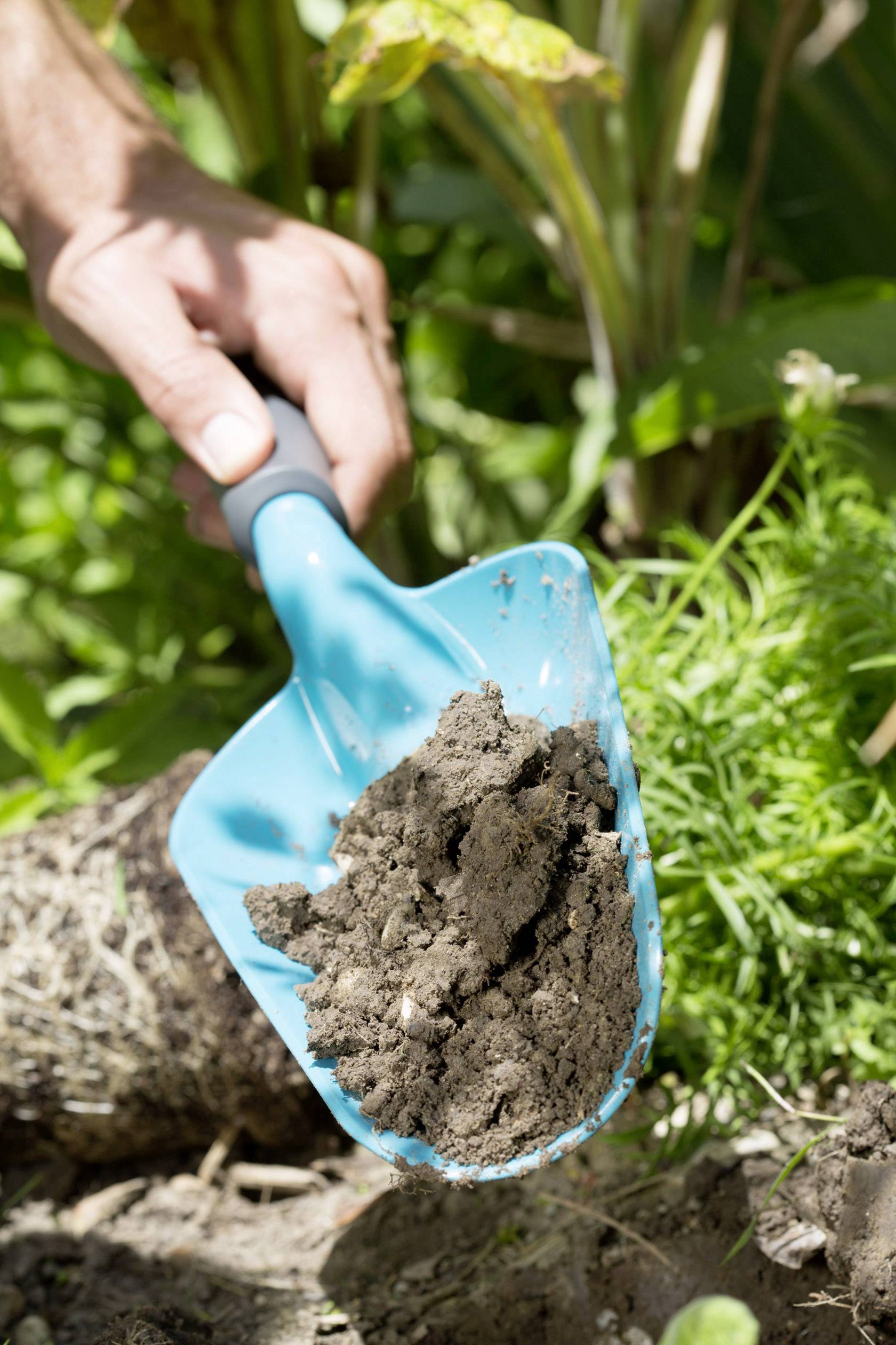 Eine Hand hält eine blaue Schaufel mit Erde vor einem grünen Gartenhintergrund, Symbol für Gartenarbeit und Pflanzenpflege.