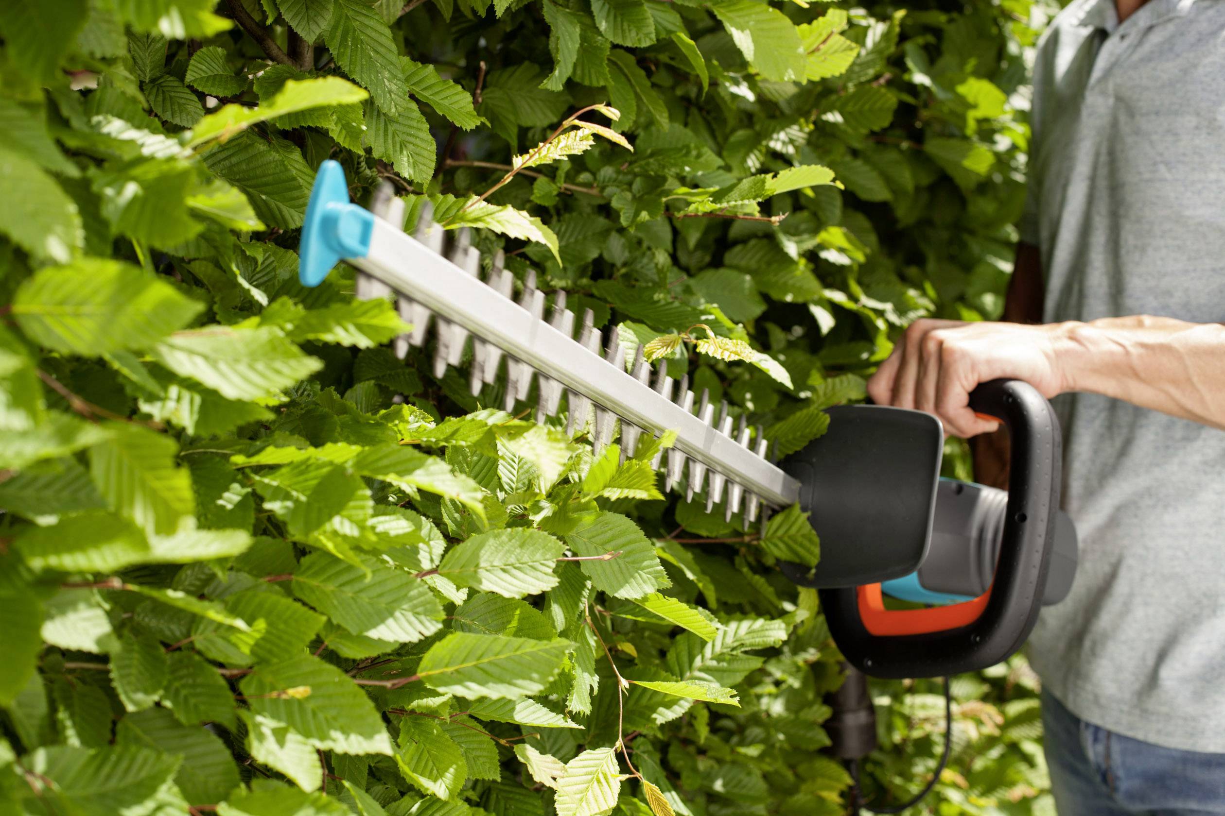Person schneidet mit elektrischer Heckenschere grüne Hecke. Nahaufnahme zeigt die Klingen und das dichte Laub der Hecke.