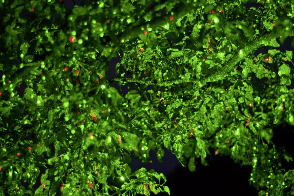 Laserworld GS-60RG Garden Star Mini Schwarz