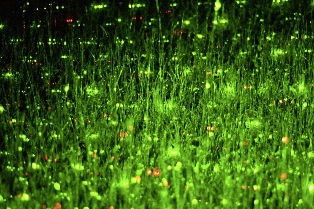 Laserworld GS-60RG Garden Star Mini Schwarz