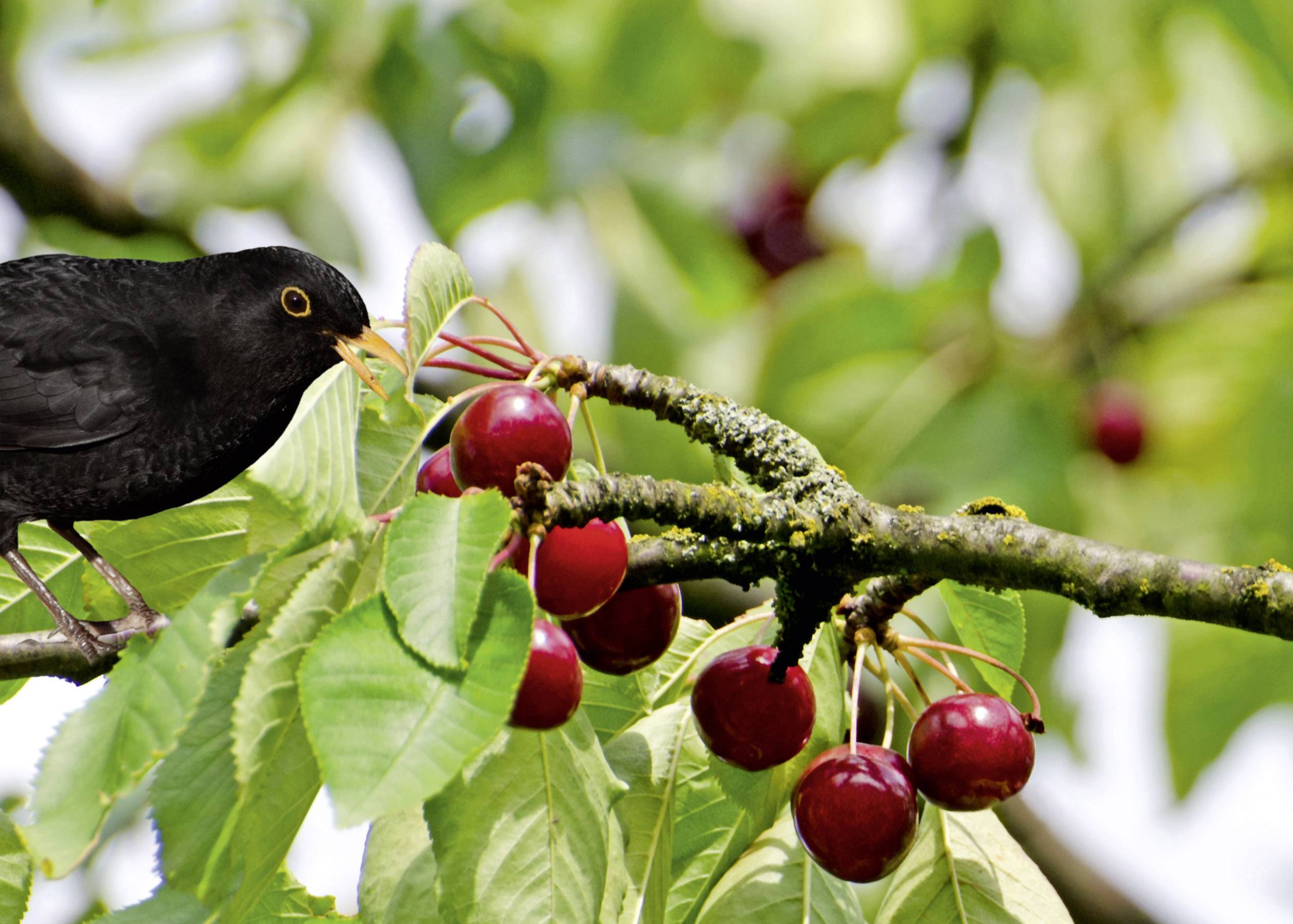 Gardigo Solar 360° Vogelvertreiber Funktionsart Multifrequenz, LED-Licht Wirkungsbereich 150 m² 1 St.