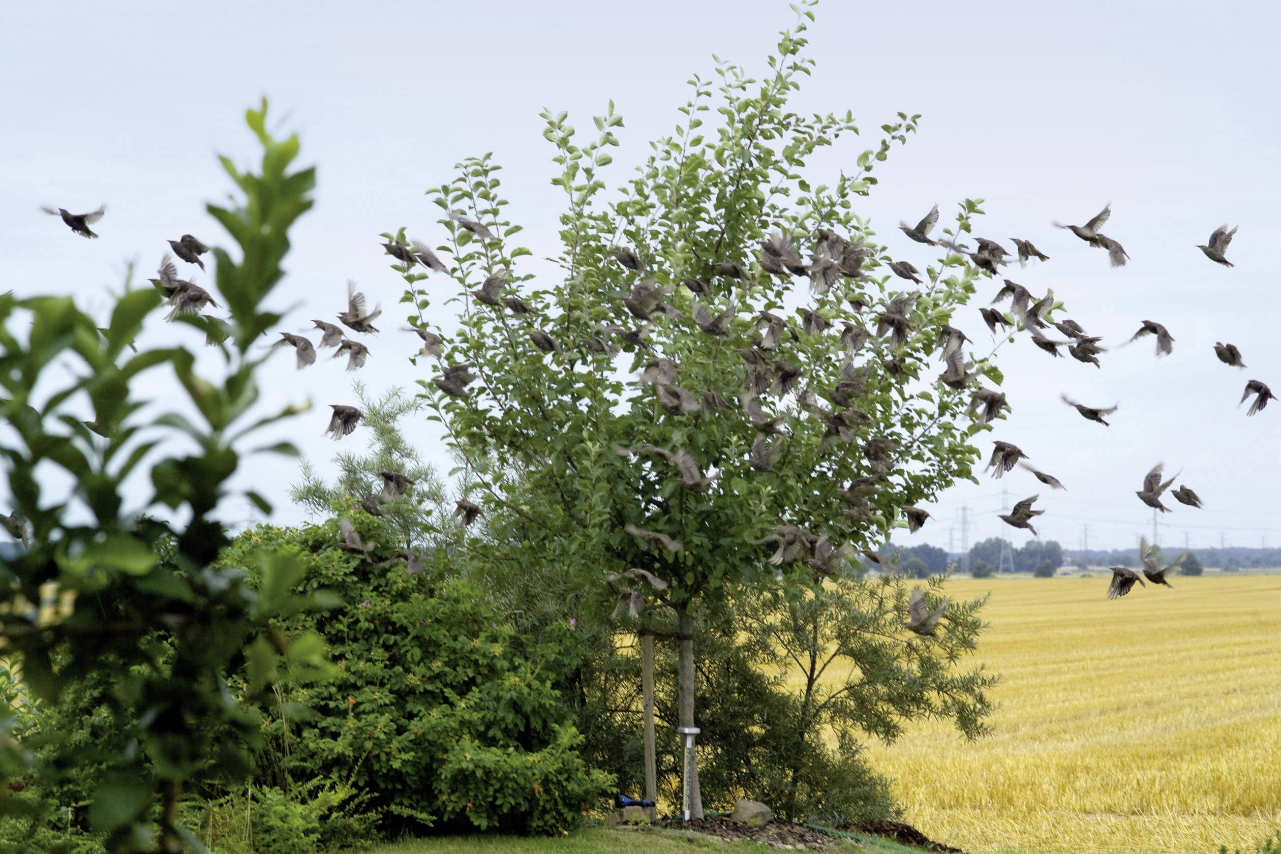 Gardigo Solar Repeller Vogelvertreiber Funktionsart Multifrequenz, LED-Licht 1St.