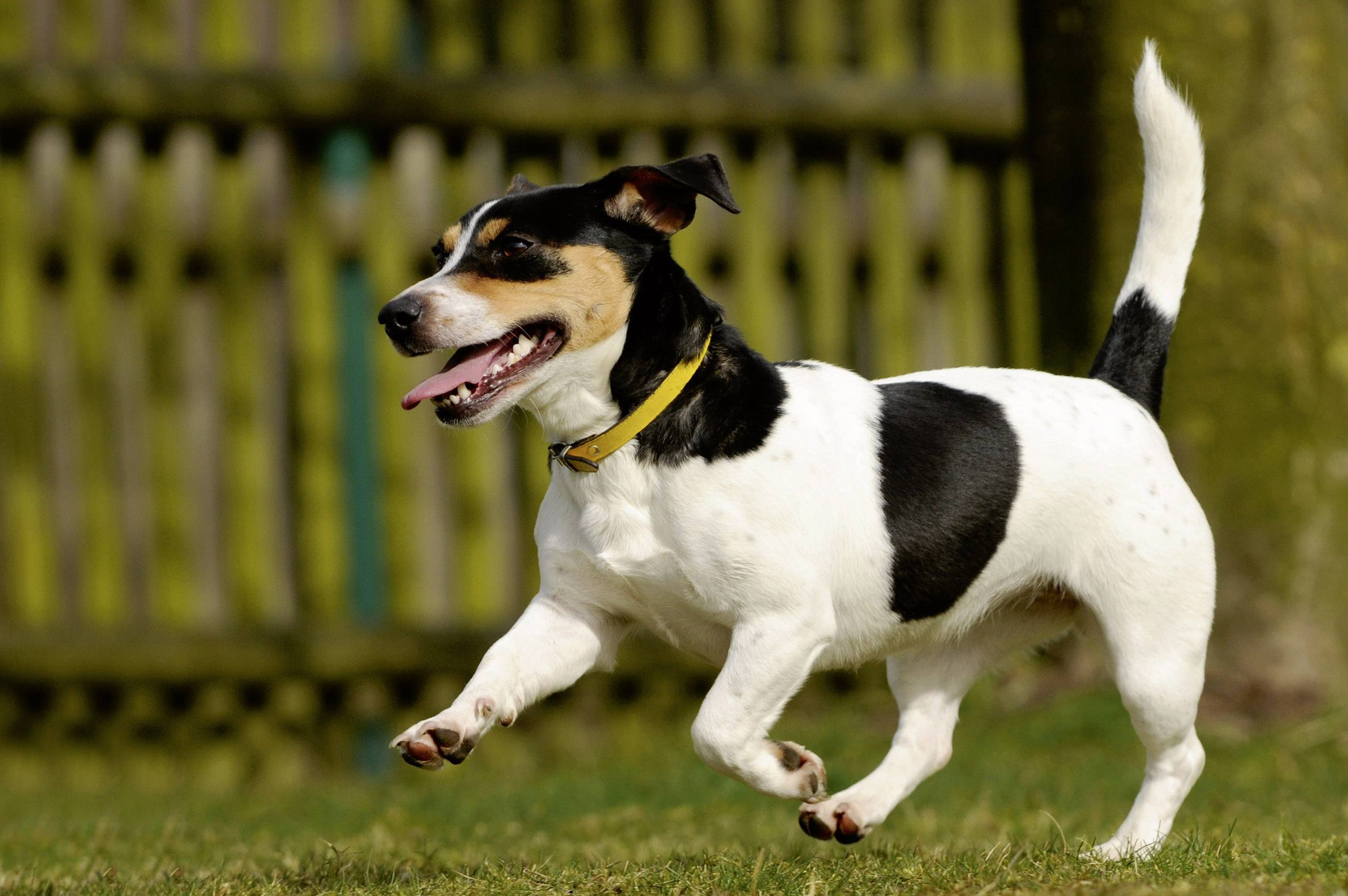 Gardigo Solar Tiervertreiber Funktionsart Multifrequenz, LED-Licht Wirkungsbereich 100m² 1St.