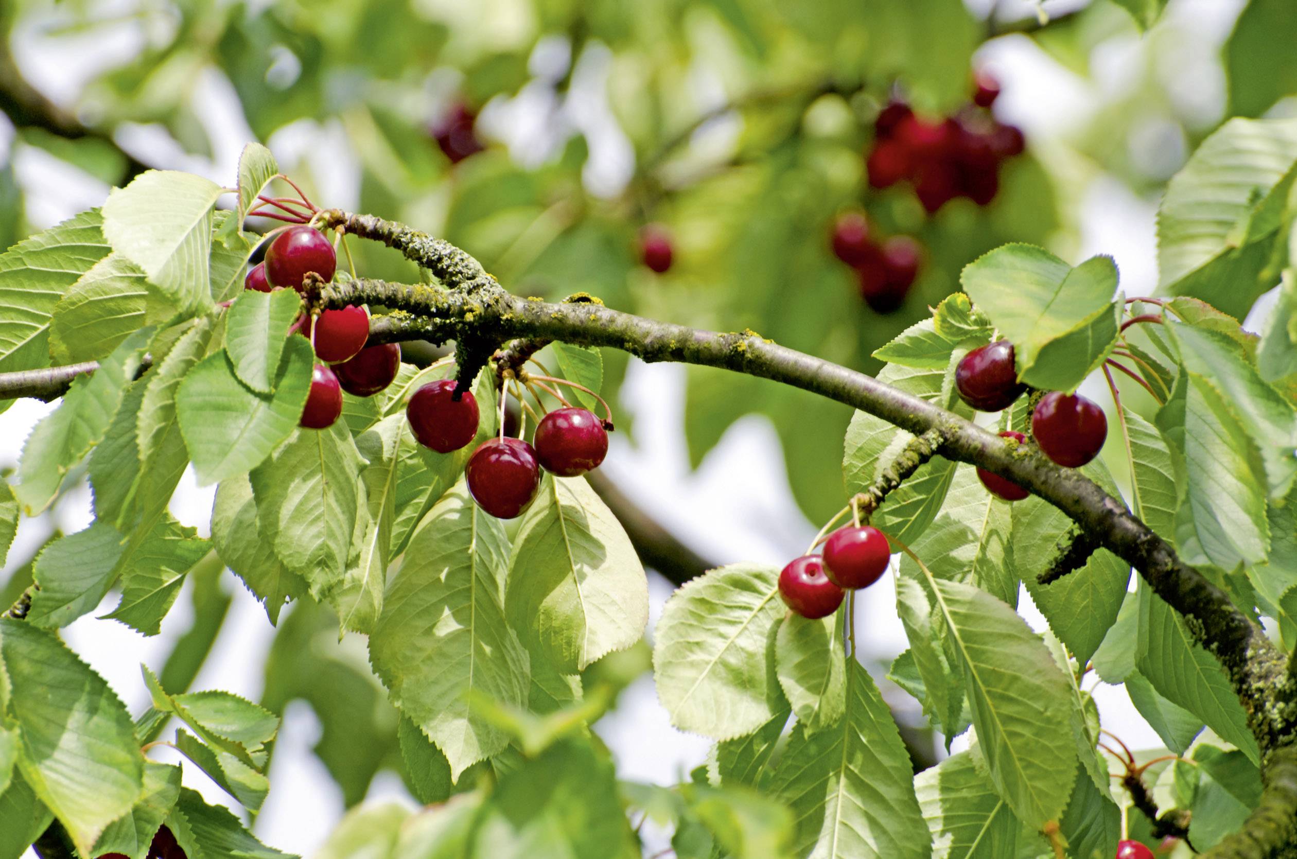 Gardigo Solar Tiervertreiber Funktionsart Multifrequenz, LED-Licht Wirkungsbereich 100m² 1St.