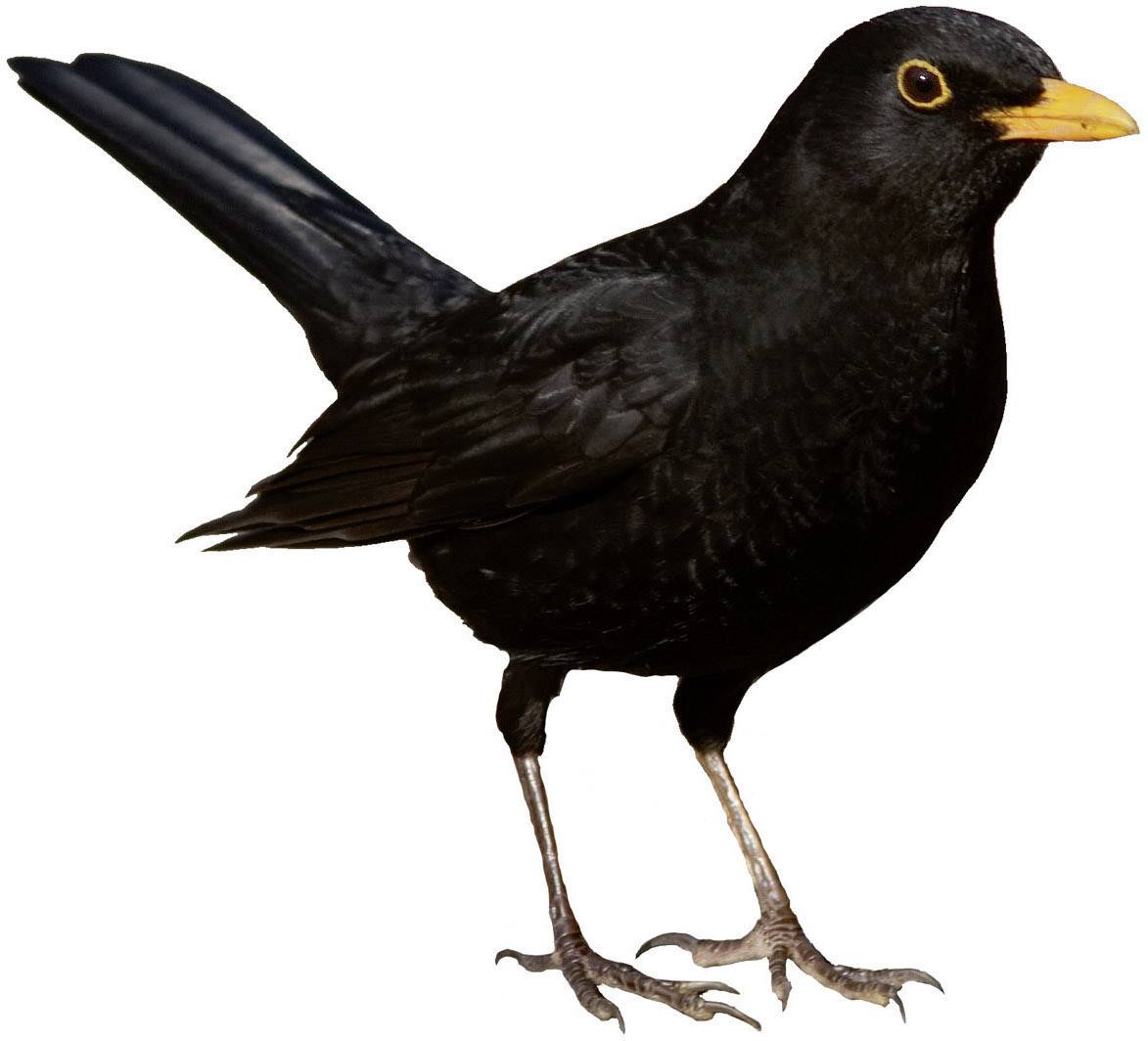 Gardigo Solar Tiervertreiber Funktionsart Multifrequenz, LED-Licht Wirkungsbereich 100 m² 1 St.