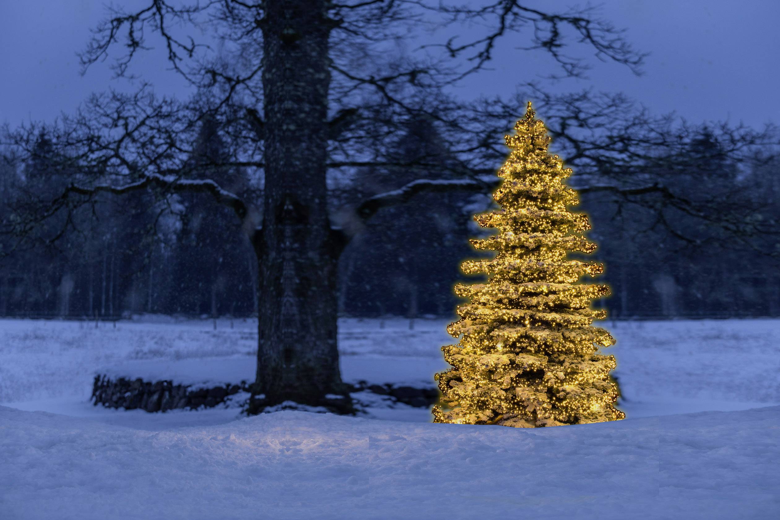 Konstsmide LED Büschellichterkette 24 V EEK: F (A - G) Lichterkette Bernstein