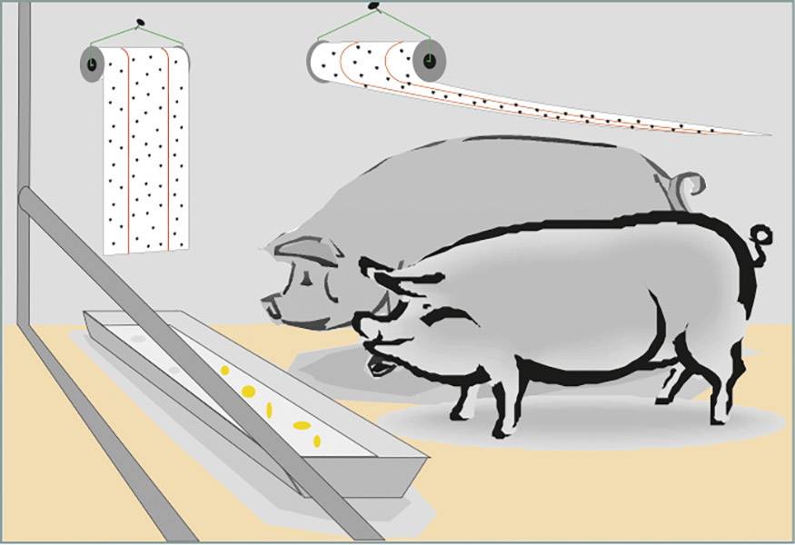 Zwei Schweine betrachten einen Futterautomat mit Lochkarten. Die Lochkarten steuern das Fütterungssystem.