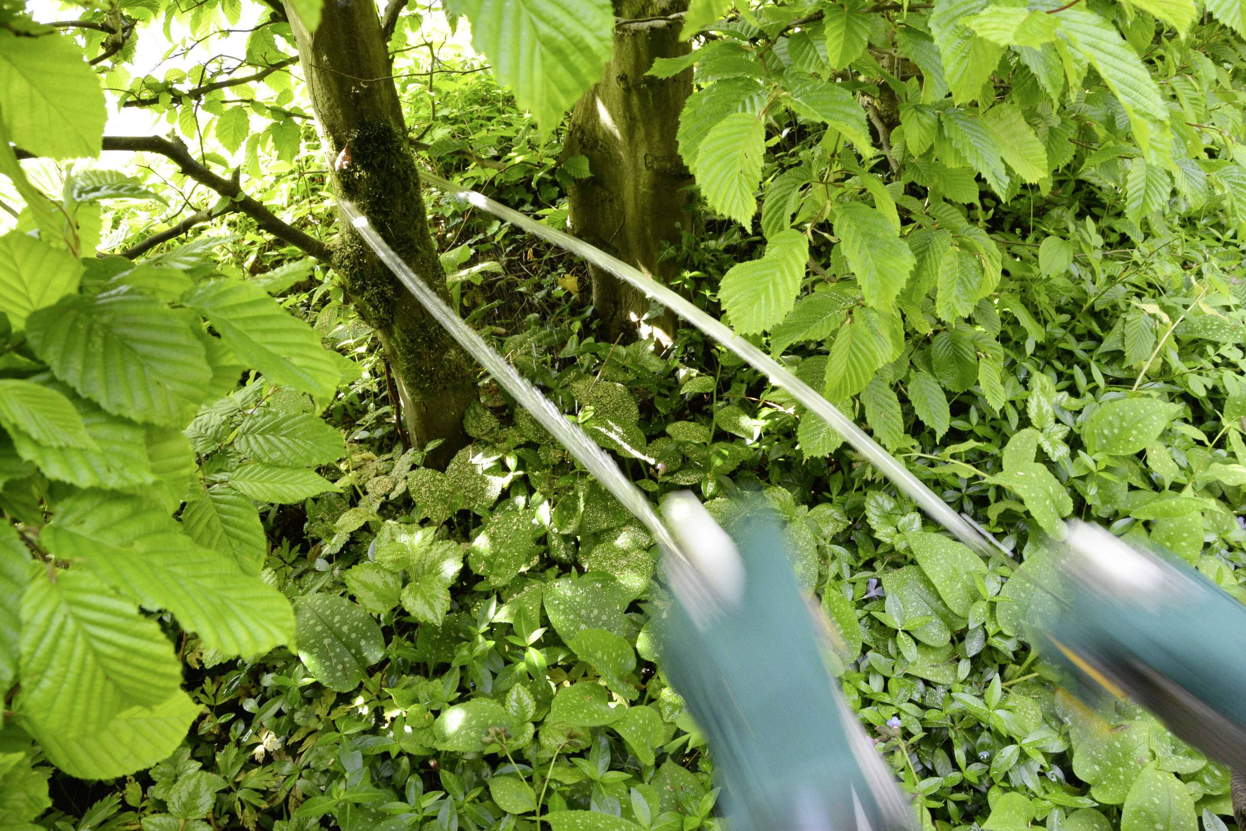 Zwei Hände in Handschuhen benutzen eine Astschere, um einen Ast von einem Baum im dichten Laubwerk zu schneiden.