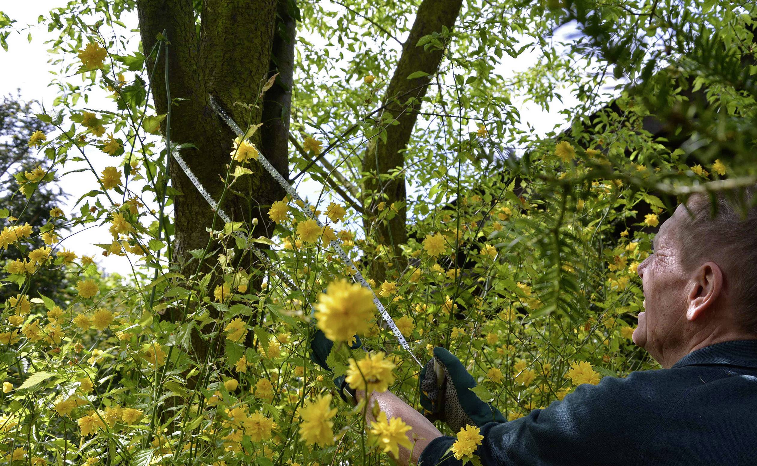 Ein Gärtner schneidet Äste von einem Baum, umgeben von gelben Blumen. Die Sonne scheint durch die Blätter, es ist ein sonniger Tag.
