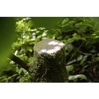 RONA Hand 1611042 Kettensäge Profi-C 1300 mm RONA Hand 1611042 Kettensäge Profi-C 1300 mm