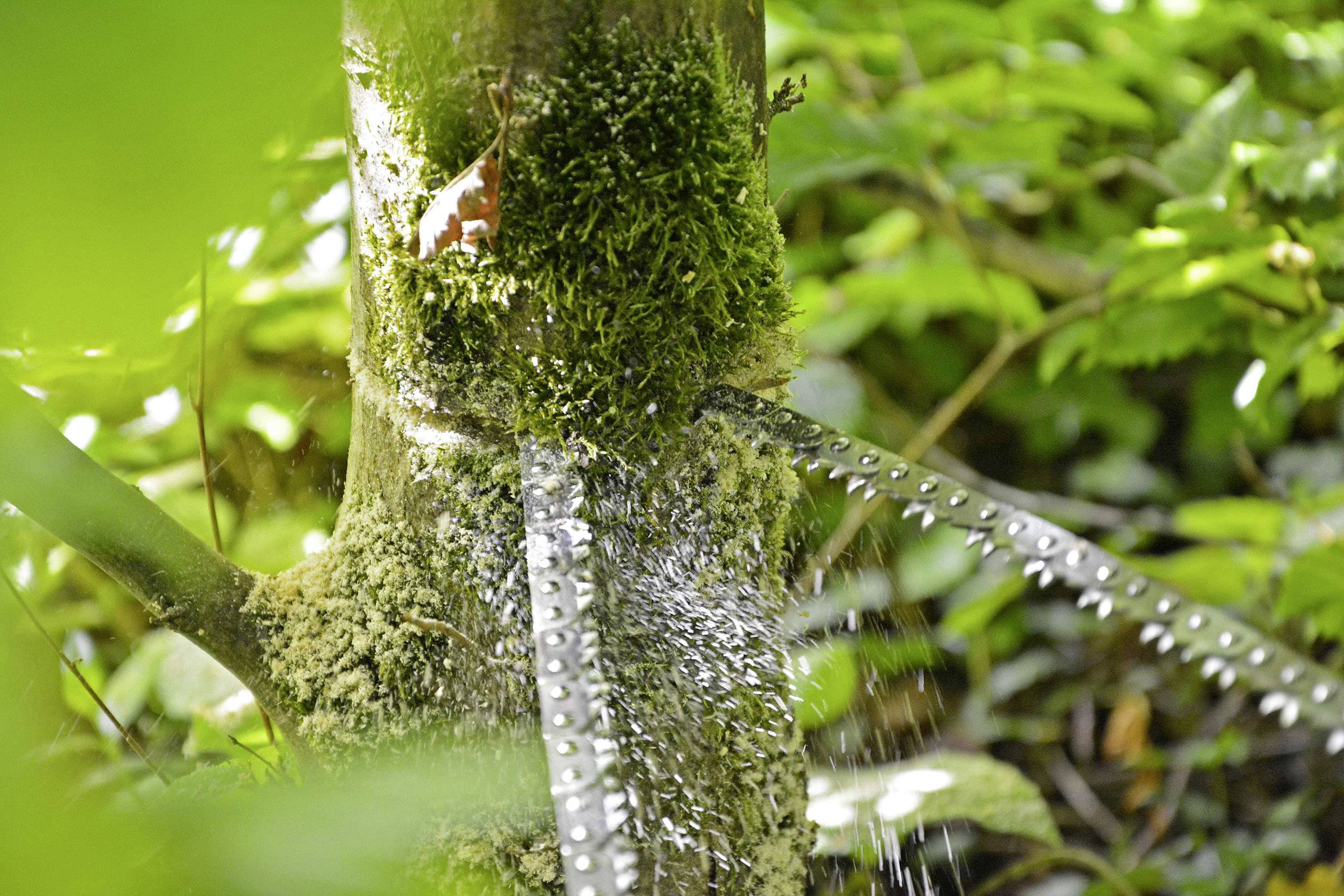 Ein Baum wird von einer Kettensäge zersägt, Späne fliegen. Umgebung aus grünem Laub.