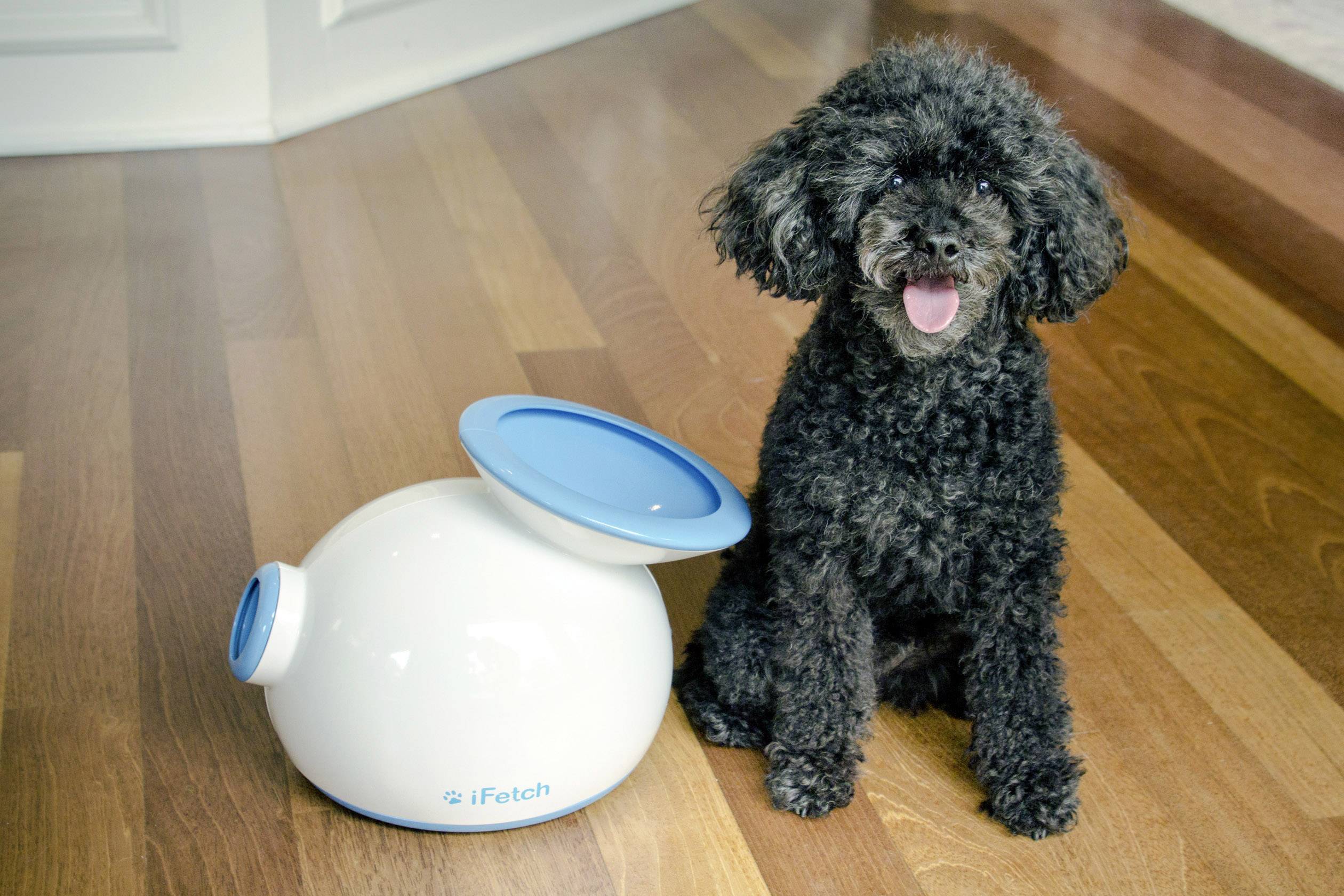 IFetch Original Ballschleuder Weiß, Blau 1St.