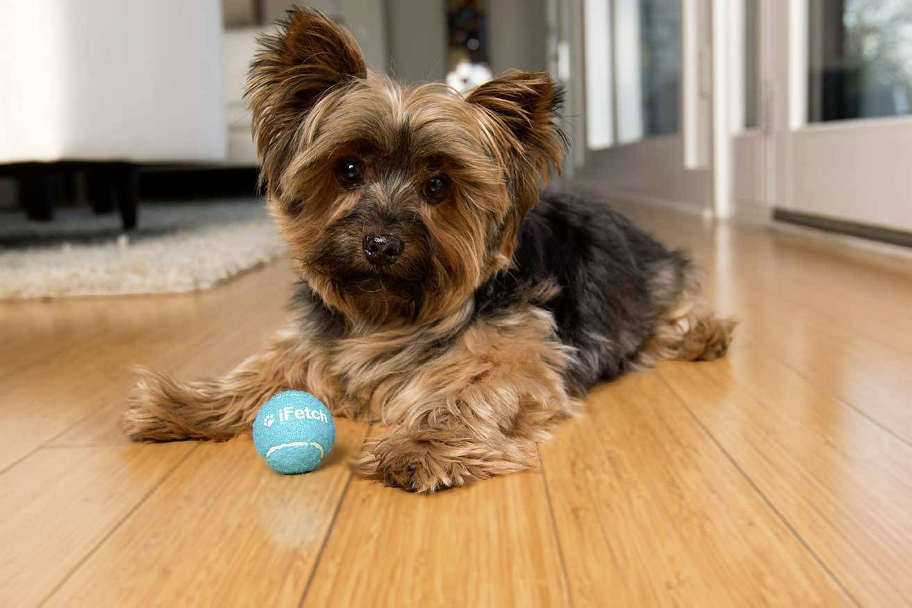 IFetch Original Ballschleuder Weiß, Blau 1St.