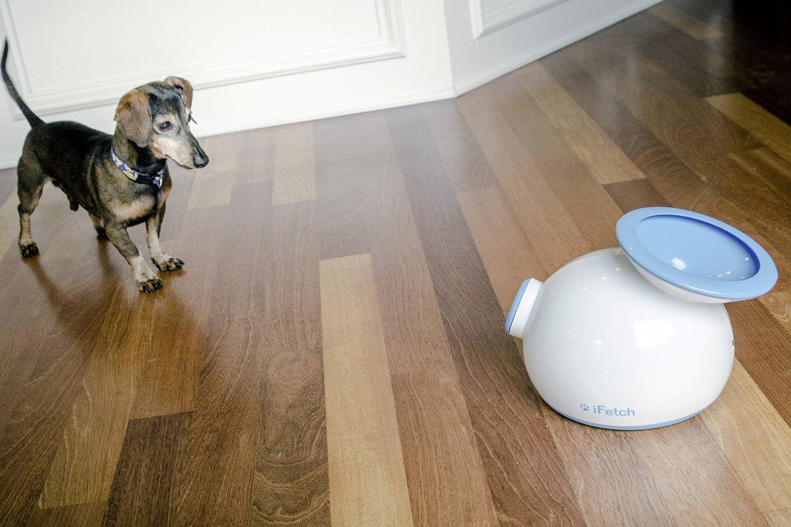 IFetch Original Ballschleuder Weiß, Blau 1St.