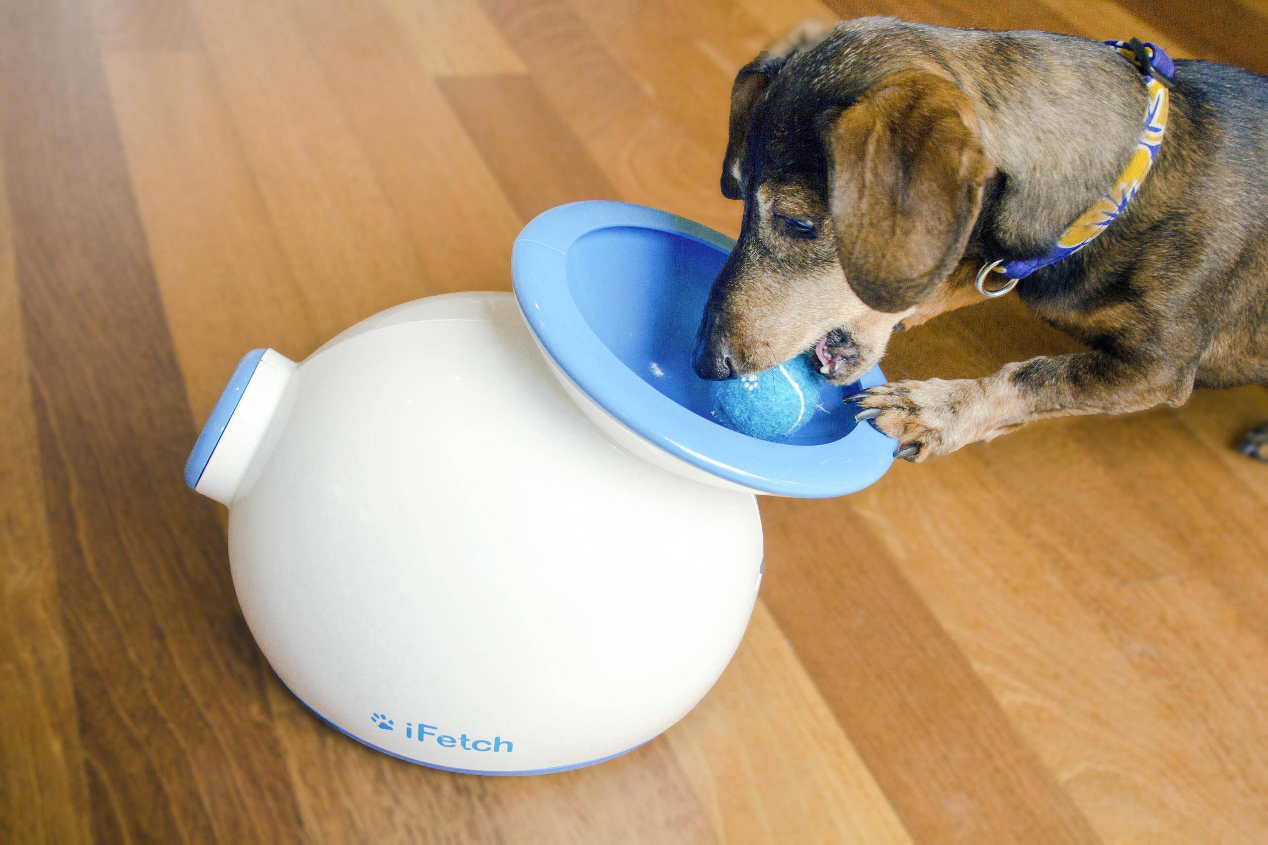 IFetch Original Ballschleuder Weiß, Blau 1St.