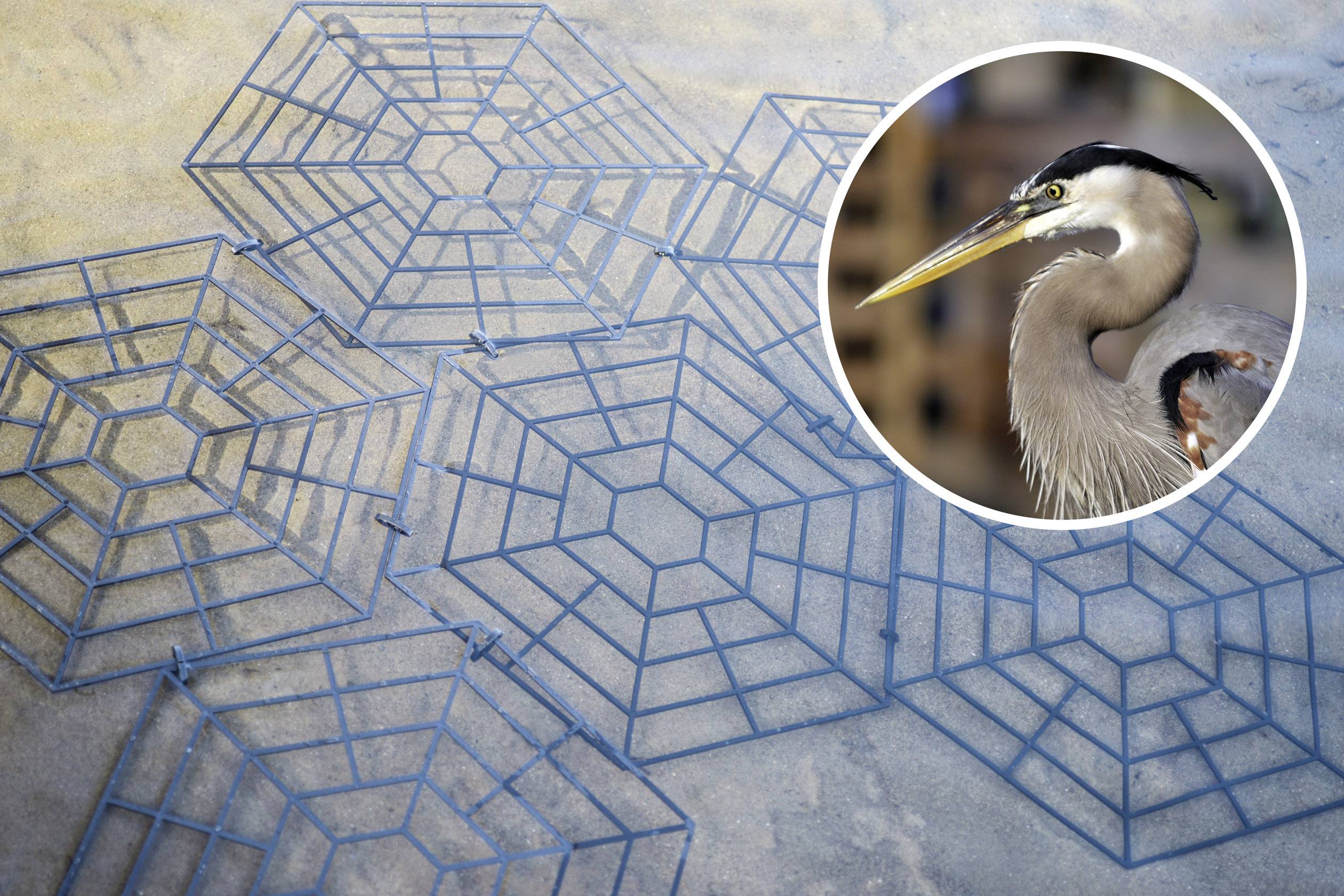 Blaues geometrisches Muster auf Beton mit Foto eines Graureihers im Vordergrund.