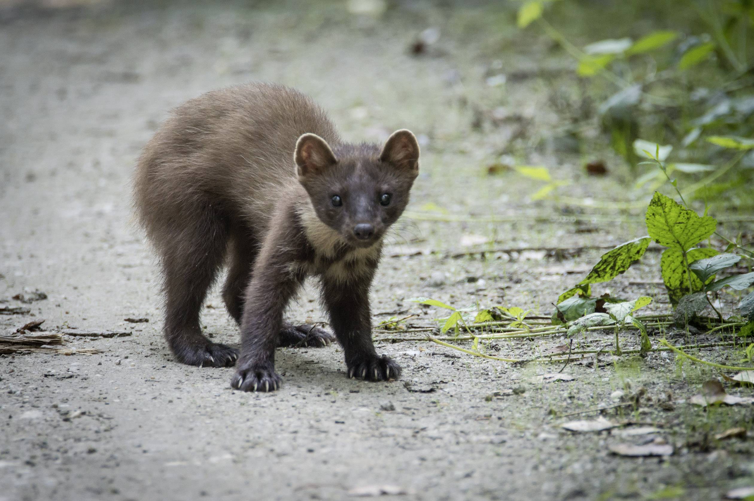 Gardigo Marder-Lebendfalle Käfig Lebendfalle Funktionsart Mobil 1 St.