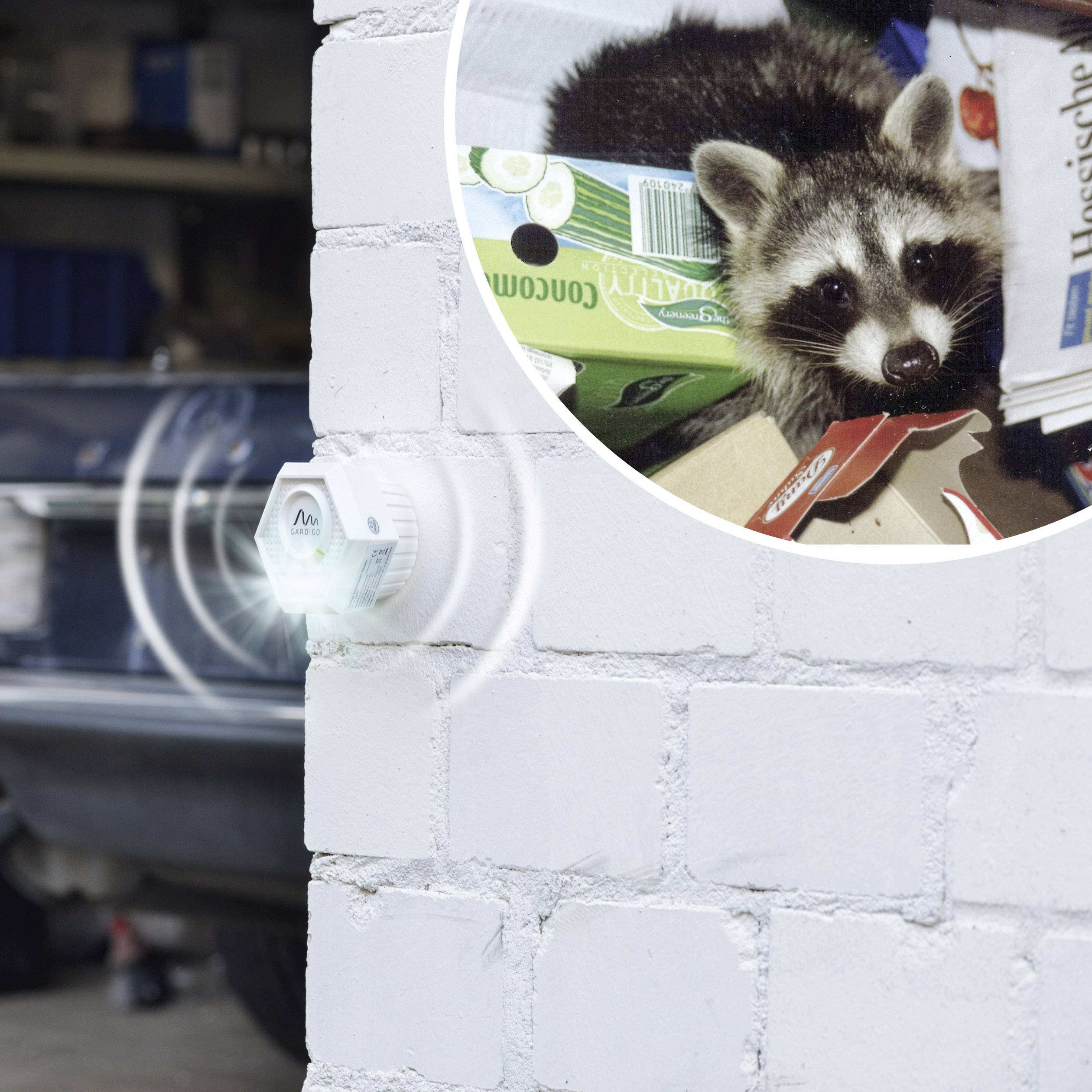 Gardigo Raccoon Tiervertreiber Funktionsart Ultraschall, Blitzlicht Wirkungsbereich 200m² 1St.