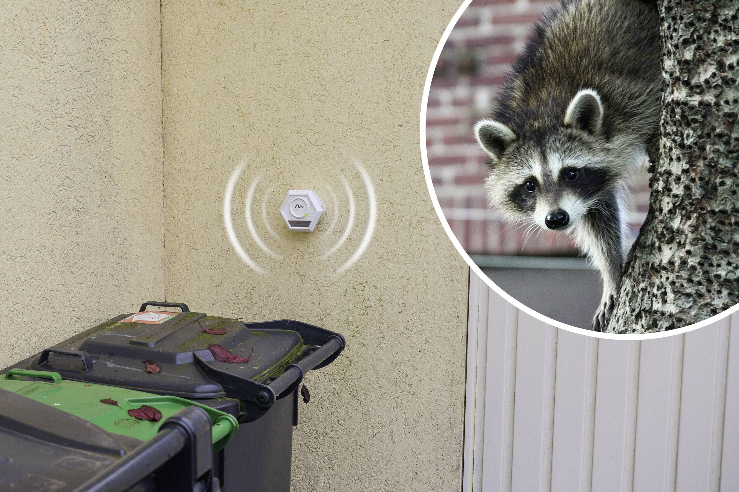 Gardigo Raccoon Tiervertreiber Funktionsart Ultraschall, Blitzlicht Wirkungsbereich 200m² 1St.